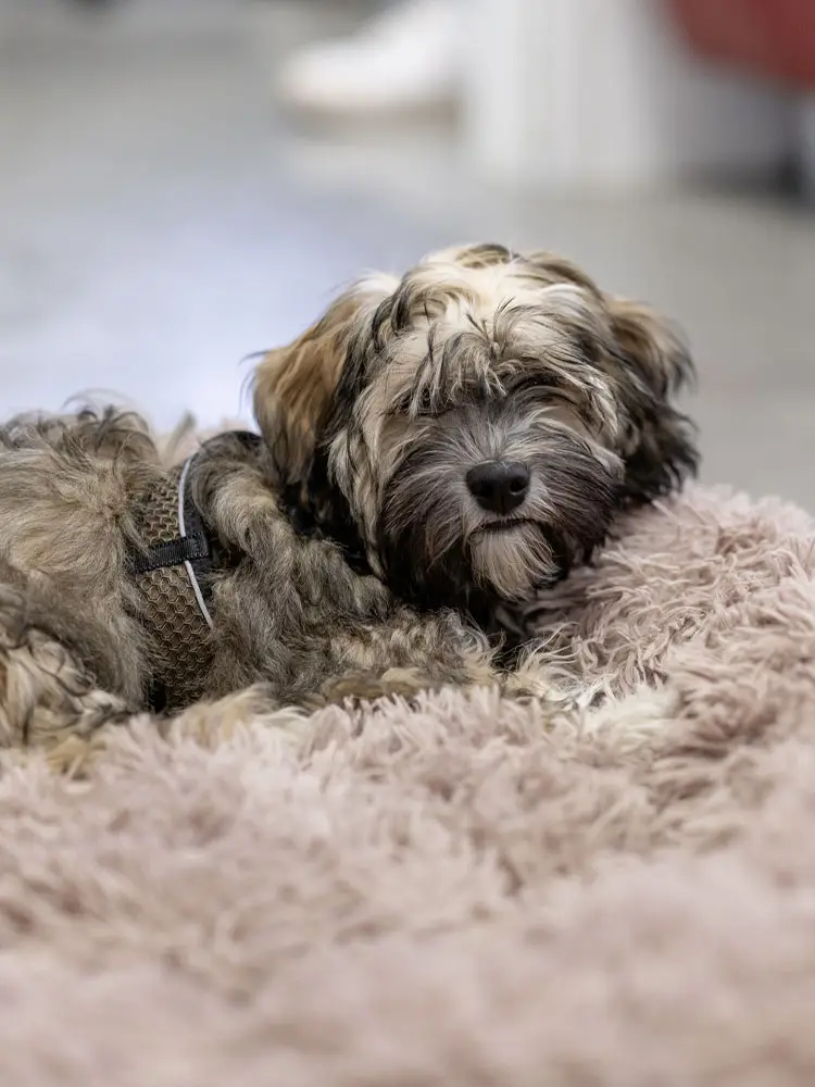 Wohlfühlbotschafter Scooter der Hund