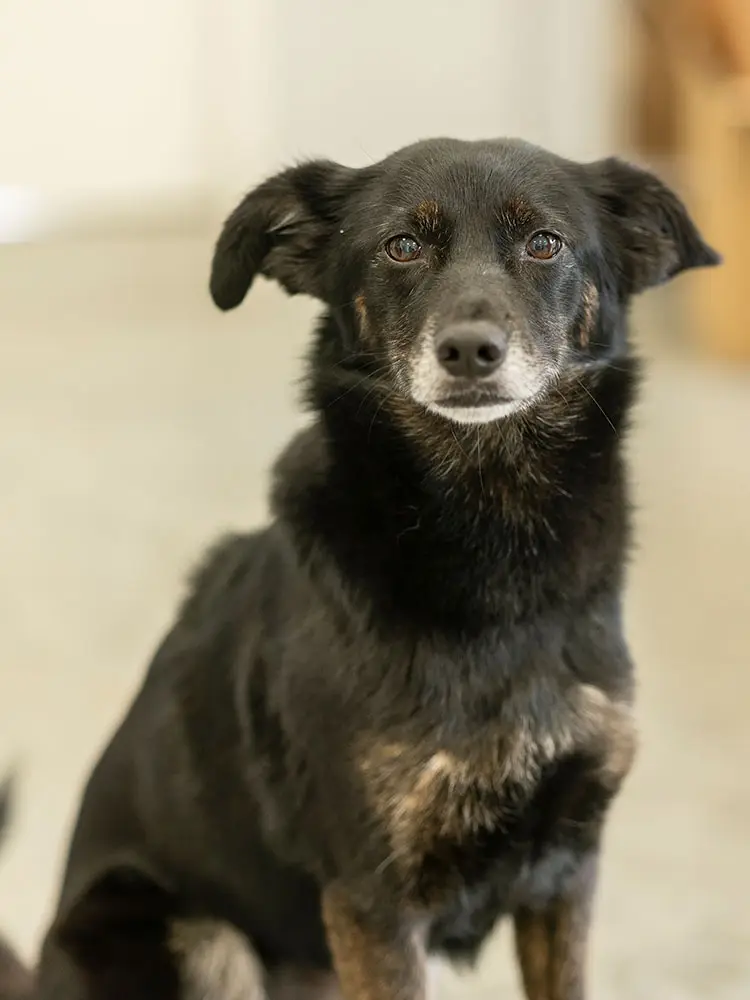 Lilly Schnüffelnase